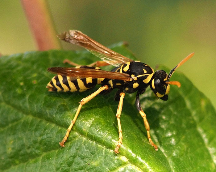 Gallische Feldwespe, Polistes dominulus